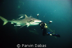 underwater photographer with tiger shark by Parvin Dabas 